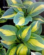 Hosta 'Party Popper'