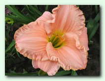 Patrician Splendor (��������� ��������)