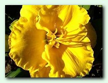 Pharaon's Gold (������� ����)