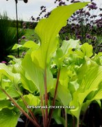 Hosta 'Phoenix Feathers'