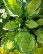 Hosta  � Pistache�