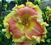 �������� Polar Dusk