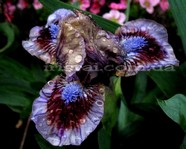 Posing (�������)