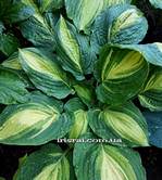 Hosta 'Prime Meridian''