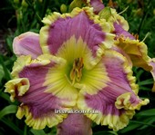 ��������  " PRINCESS PEYTON"