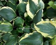 Hosta 'Proud Treasure'