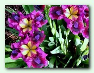 Pumpin Iron (������ �����)