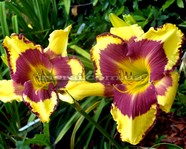 �������� PUNXSUTAWNEY PHIL