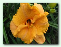 Pure and Simple (��� ���  �����)