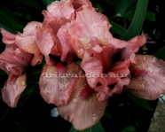 Pussycat Pink (�������� ����)