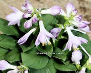 Hosta 'Quarter Back'