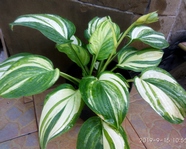 Hosta Quesadilla