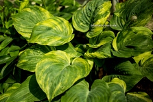 Hosta 'Quiet Wyatt'
