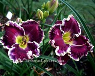 ��������  " RANDALL LANIER BARRON"