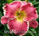 ��������  " ROBIN LEE  "