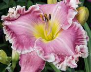 �������� RUFFLE DUFFLE DUDE.