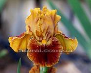 ���� RUSTLER'S RHAPSODY