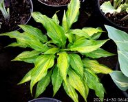 Hosta" Raspberry Truffles".