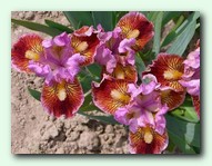 Ray of Light (��� �� ����)