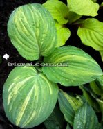 Hosta Red Cloud