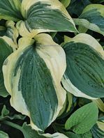 Hosta Regal Supreme 