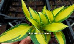 Hosta Remember Me