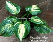 ����� "Rendez Vous"