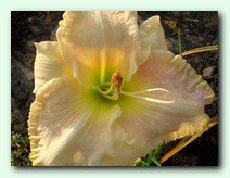 Richter (������)