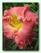 Ride the Wind (���� �� ����)