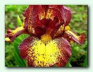 Ringer (������)