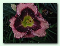 Rock Solid (��� �����)