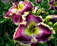 ��������  " Roman Steel " 