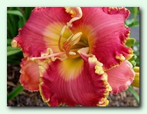 Rose Heat  (���� ���)