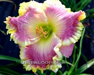 ��������  " ROSE SENSATION "