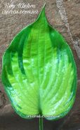 Hosta  �Roy Klehm�