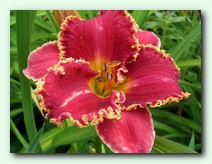 Royal Renaissance (����� ��������)