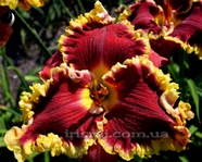 ��������  " ROYAL RHUMBA "