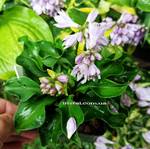 Hosta Ruffled Green Mouse Ears