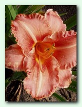 Ruffled Buds (������ ����)