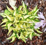 Hosta "Ruffled Pole Mouse"