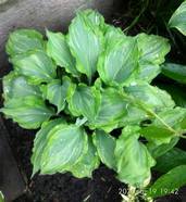 Hosta "Sharon Stone" 