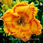 ��������  " SACHA"