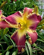 ��������  " SAD SACK "