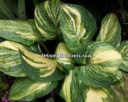 Hosta Sally  and Bob 