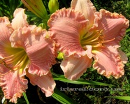 �������� SARA MARTIN