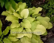  Hosta 'Strawberry Banana Smoothie'.
