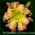 ��������  " SCRAMBLED EGGS AND BACON "