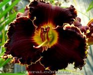 �������� SPACECOAST DEVIL'S DISCIPLE