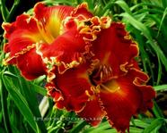 ��������  Spacecoast Fransis Busby