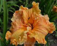 �������� Spacekoast Cotton Candy